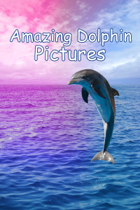 dolphincover_day