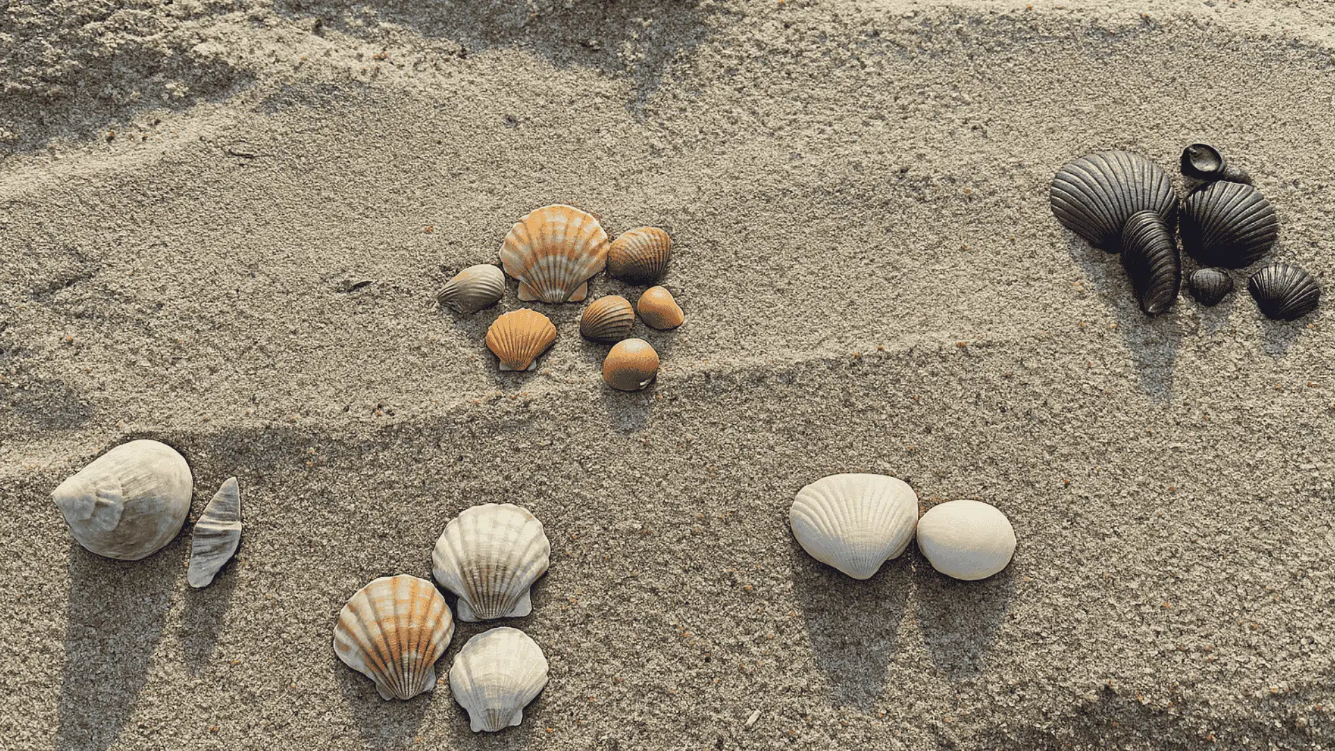 seashell sorting summer maths activities for preschoolers