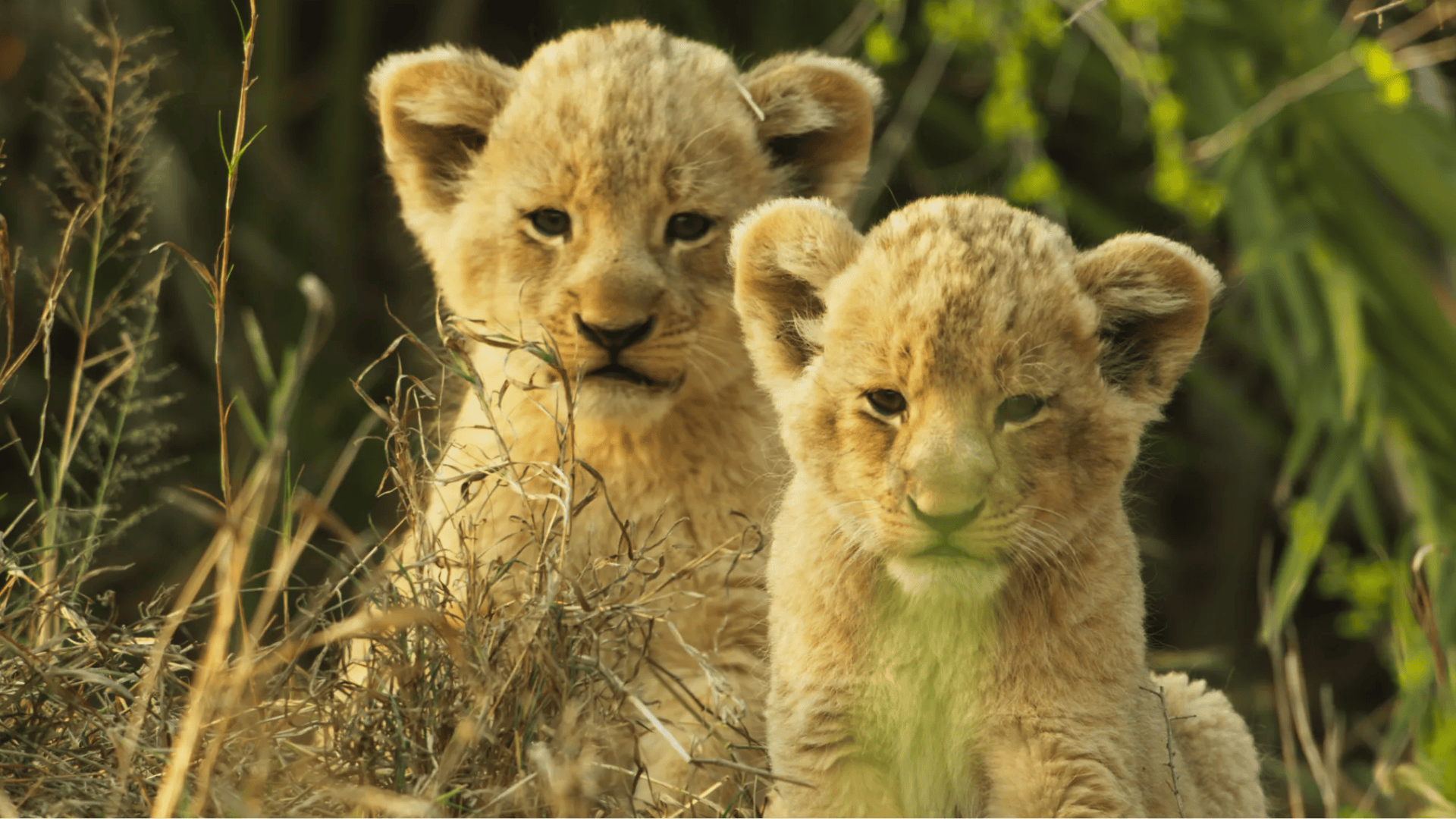 wild babies low stimulation show for toddlers